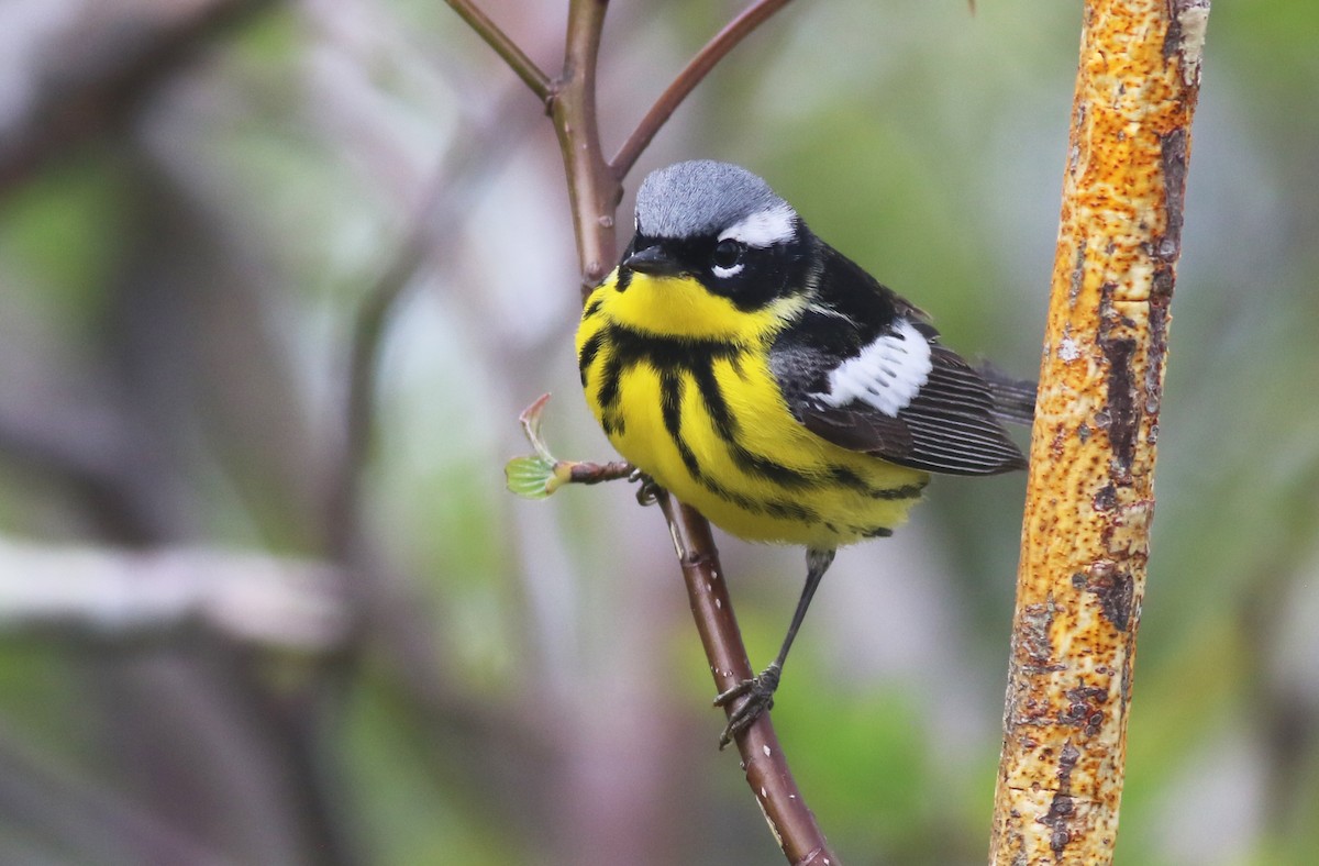 Magnolia Warbler - Jeremiah Trimble