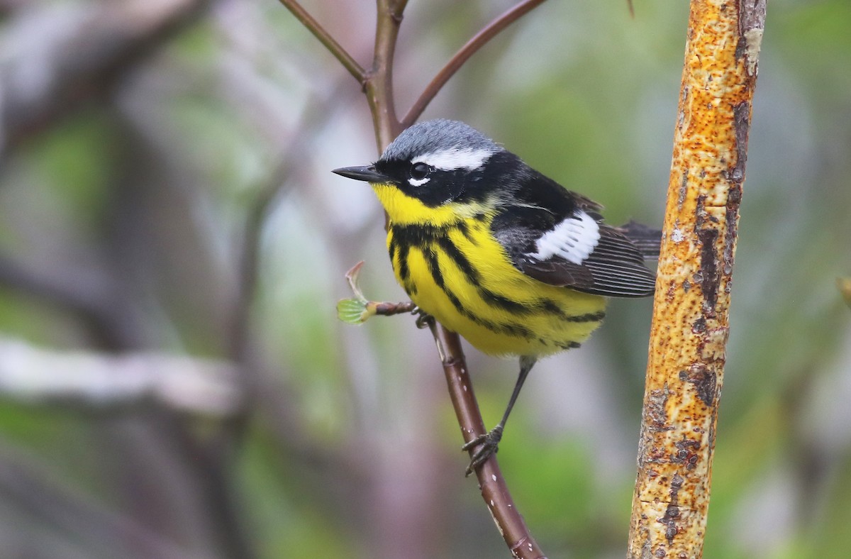 Magnolia Warbler - Jeremiah Trimble