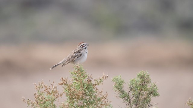 Lark Sparrow - ML348099691