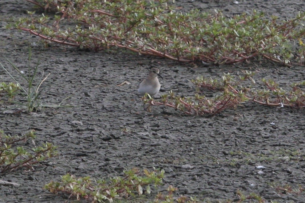 Bairdstrandläufer - ML34810031