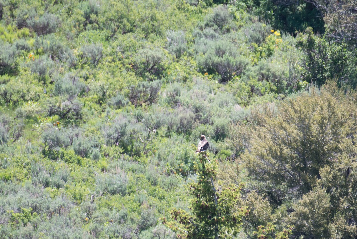 Red-tailed Hawk (calurus/alascensis) - ML348100611