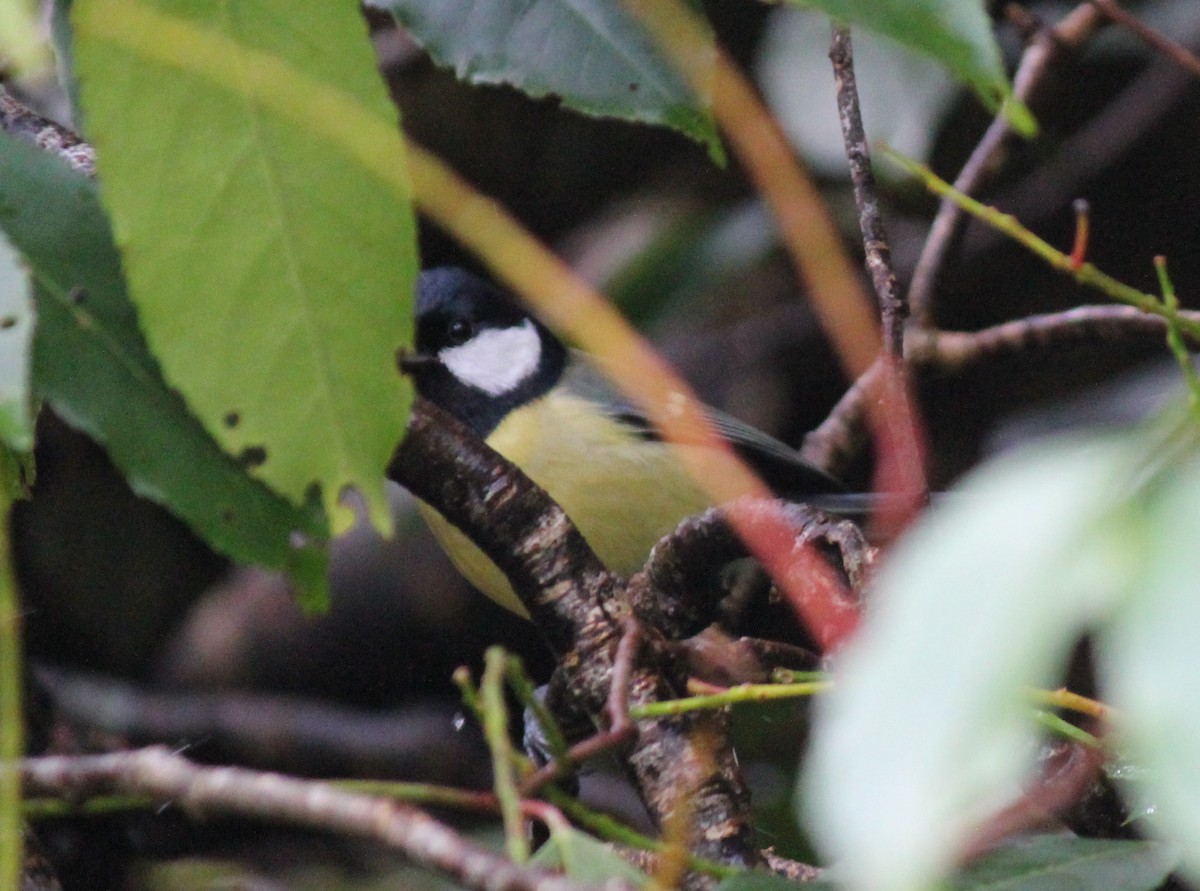 Great Tit - ML34810101