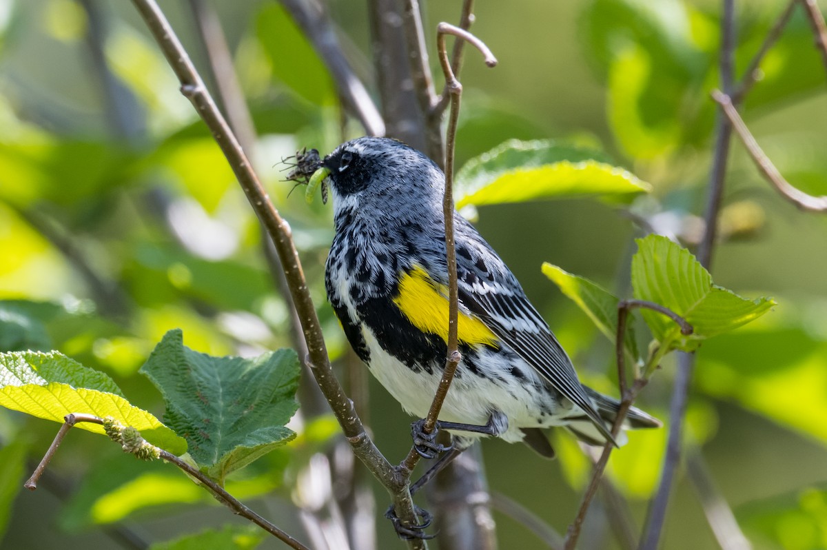 Yellow-rumped Warbler - ML348101071