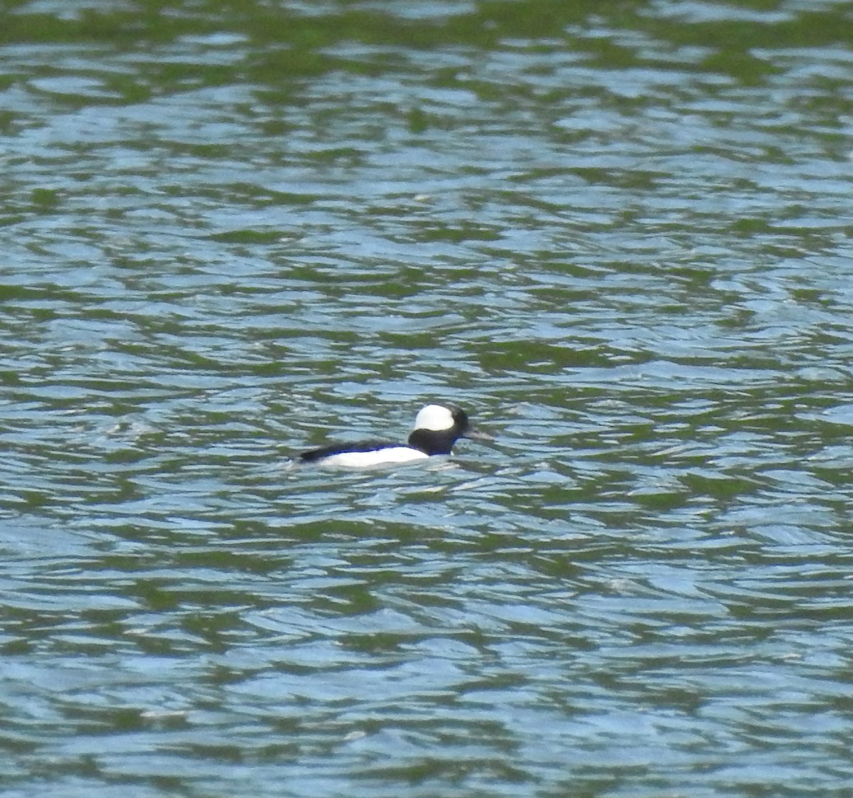 Murgilari buruzuria - ML348101131