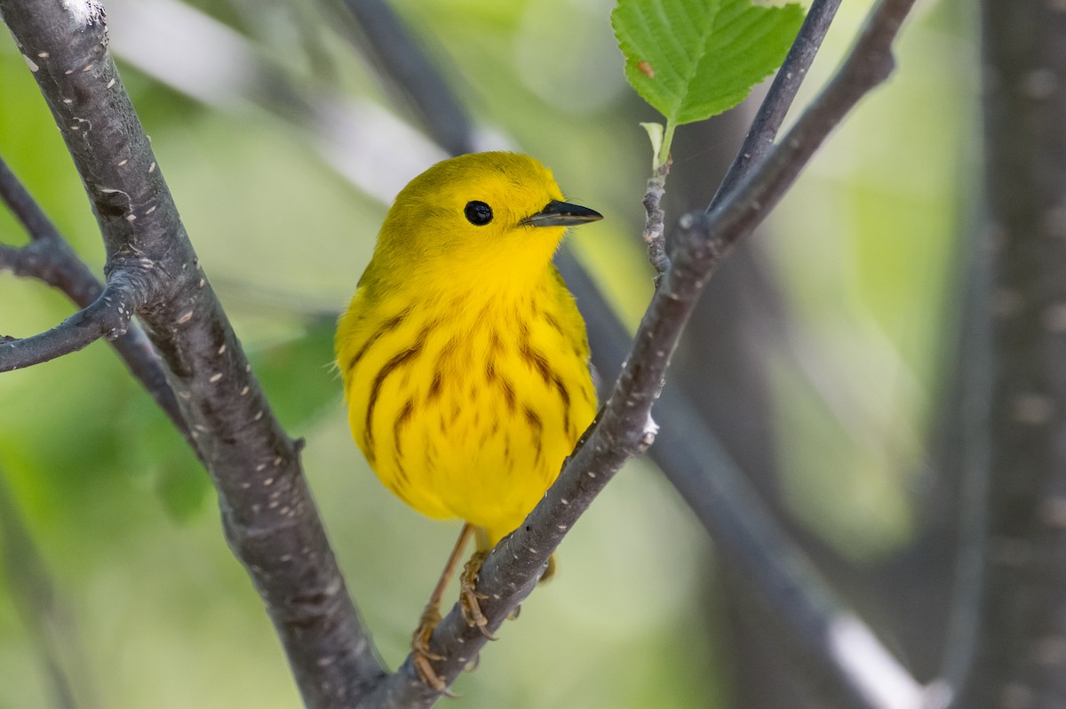 Yellow Warbler (Northern) - ML348101141
