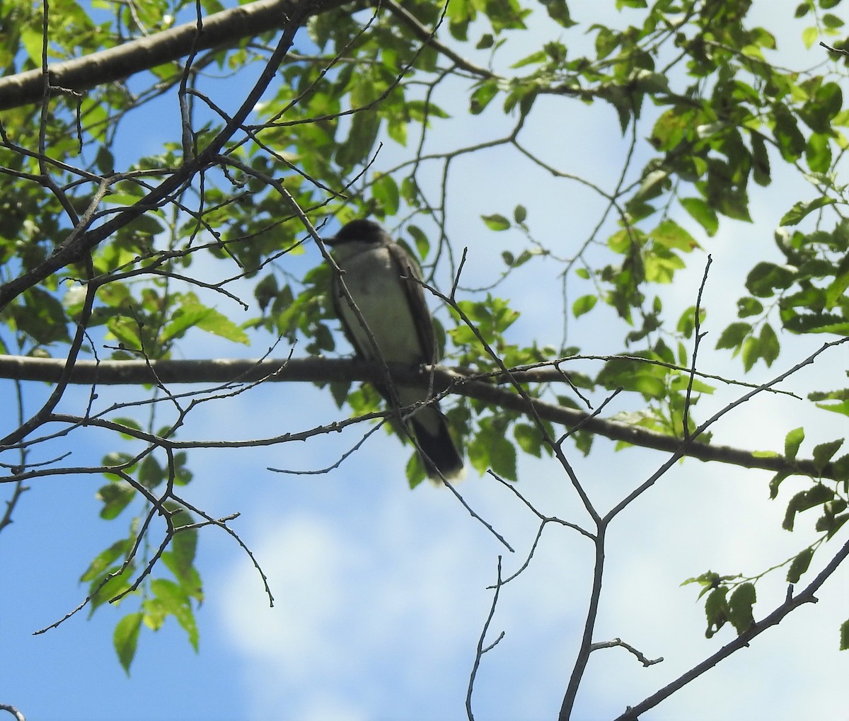 Eastern Kingbird - ML348101161