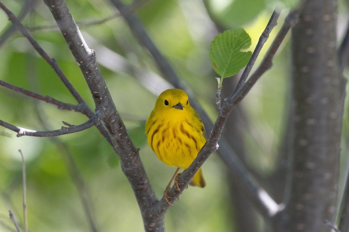 Yellow Warbler (Northern) - ML348101171
