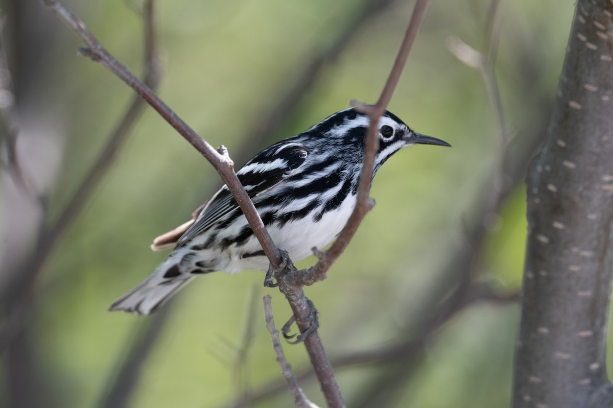 Black-and-white Warbler - ML348101331