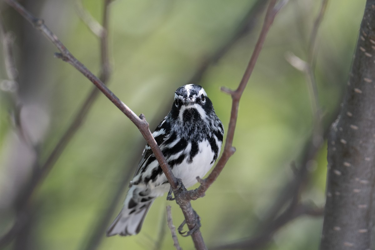 Black-and-white Warbler - ML348101381