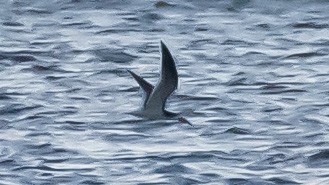 Black Skimmer - ML348102271