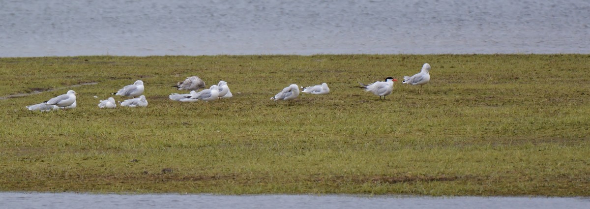 Caspian Tern - ML34810281