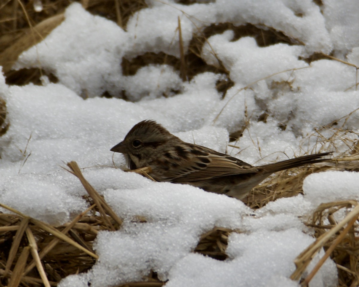 Song Sparrow - ML348104021