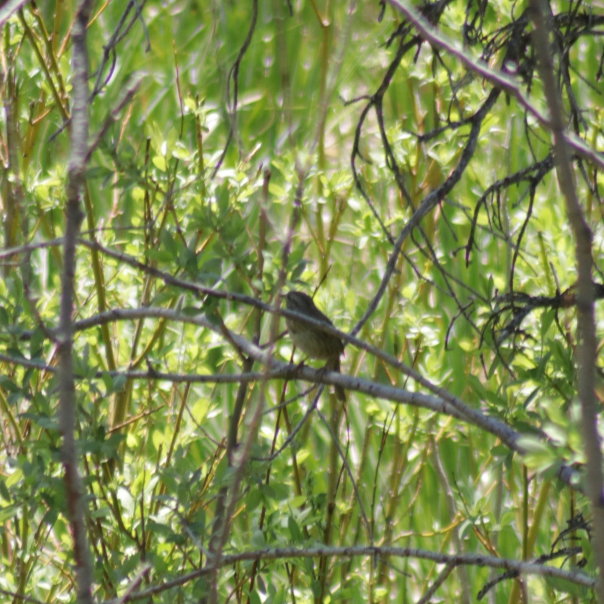 Lincoln's Sparrow - ML348105691