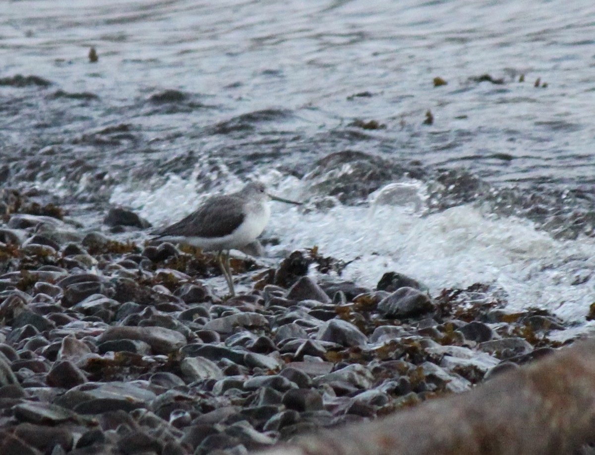 Common Greenshank - ML34811011