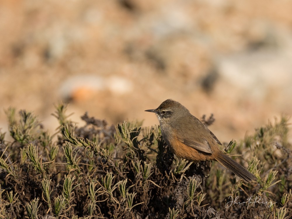 Dusky-tailed Canastero - Jaime Soto