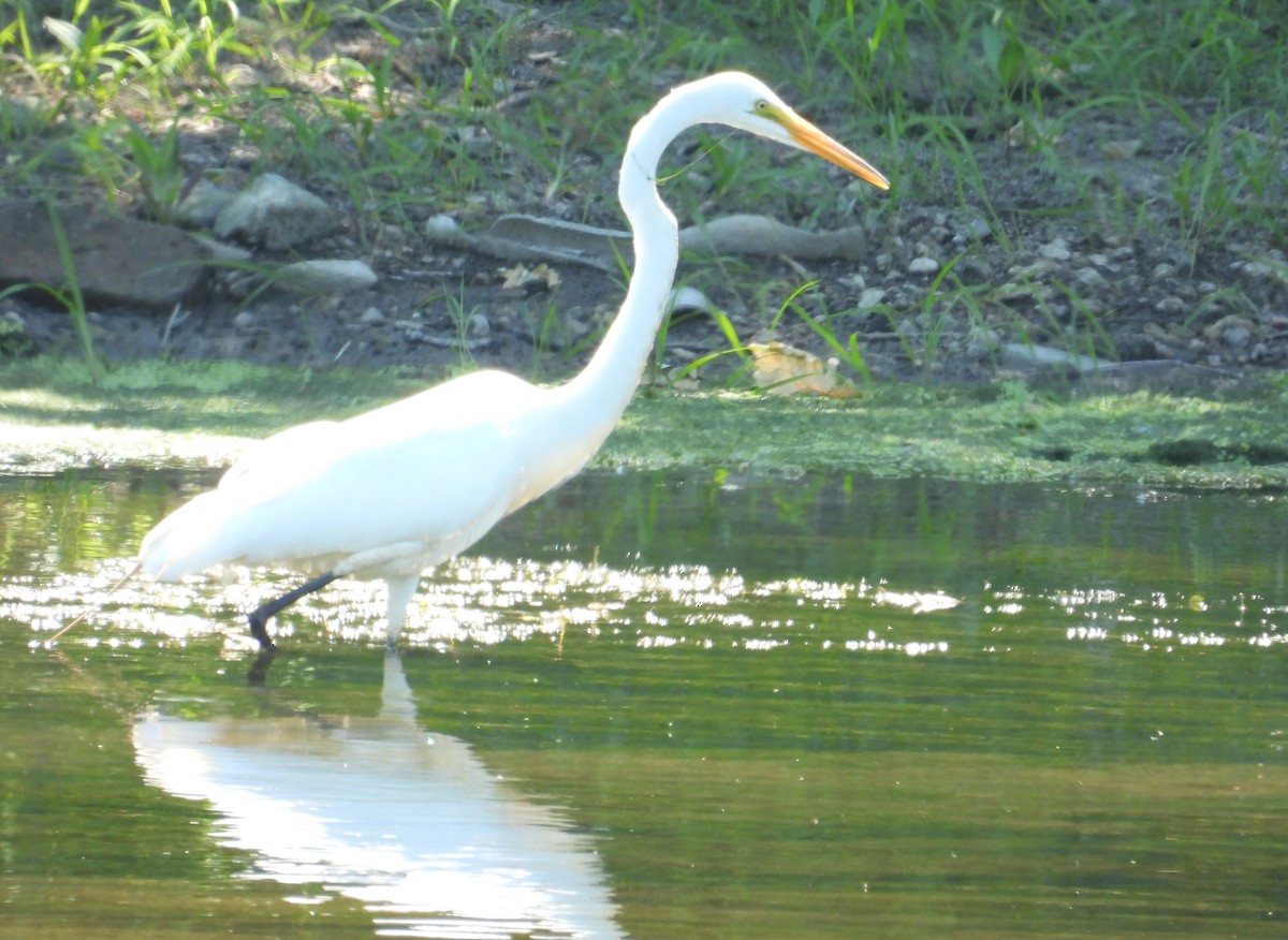 Koartza zuria - ML348110611