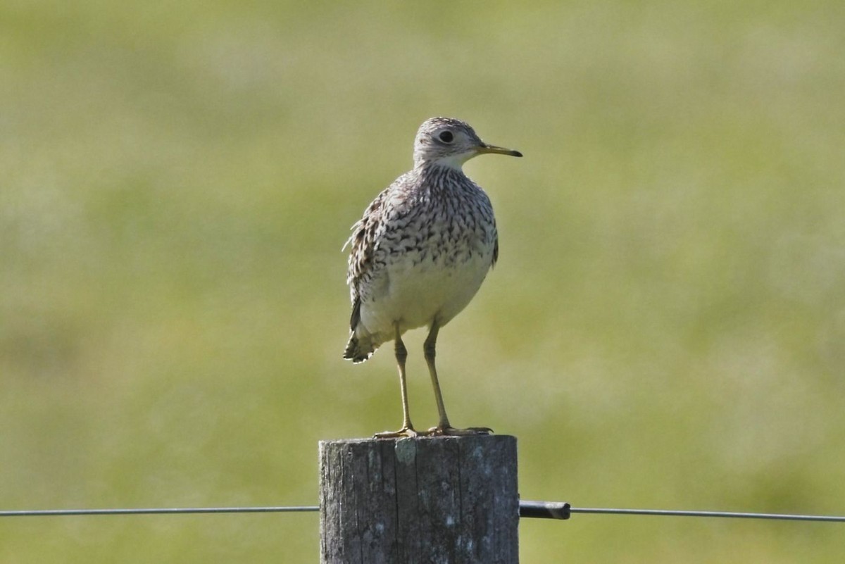 Upland Sandpiper - ML348110781