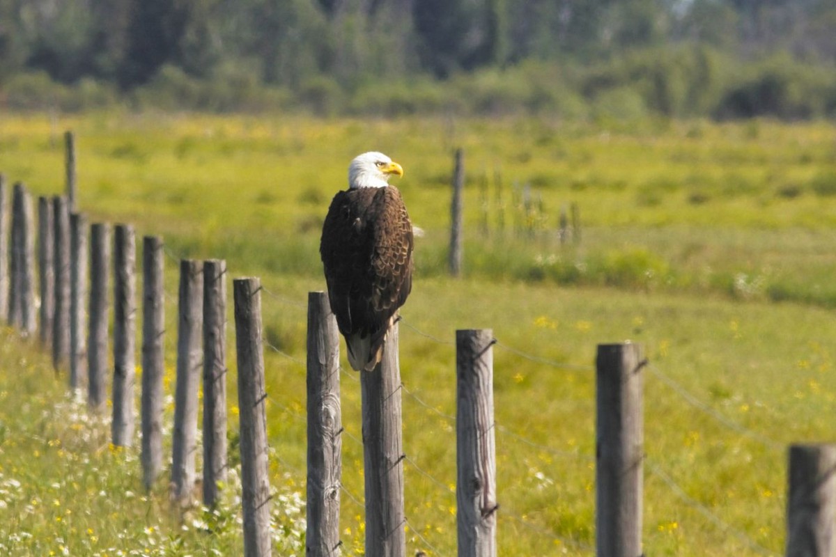 Bald Eagle - ML348110911