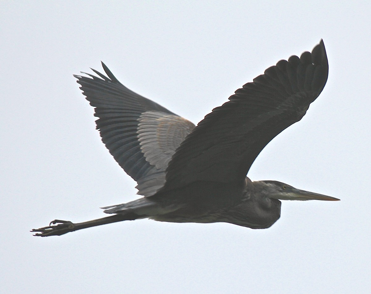 Great Blue Heron - ML34811111