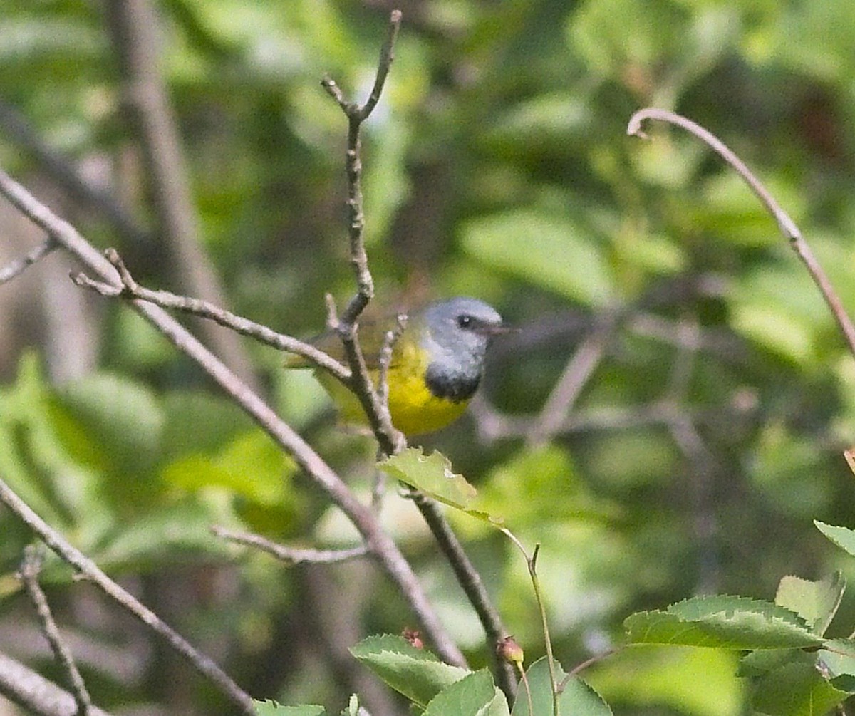 Mourning Warbler - ML348111131