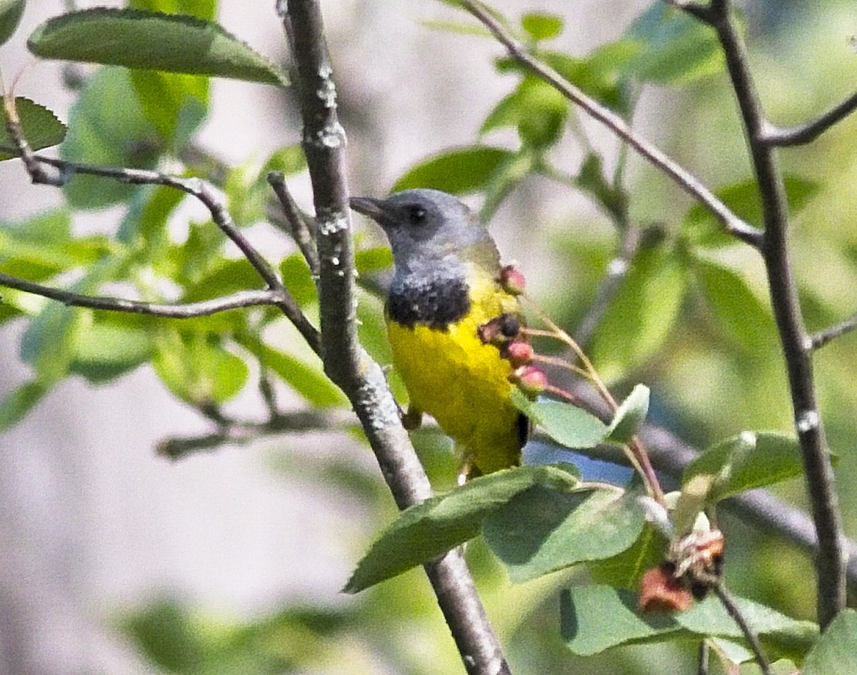 Mourning Warbler - ML348111161