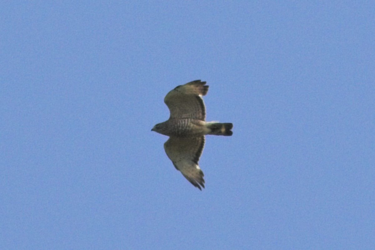 Broad-winged Hawk - ML348112061