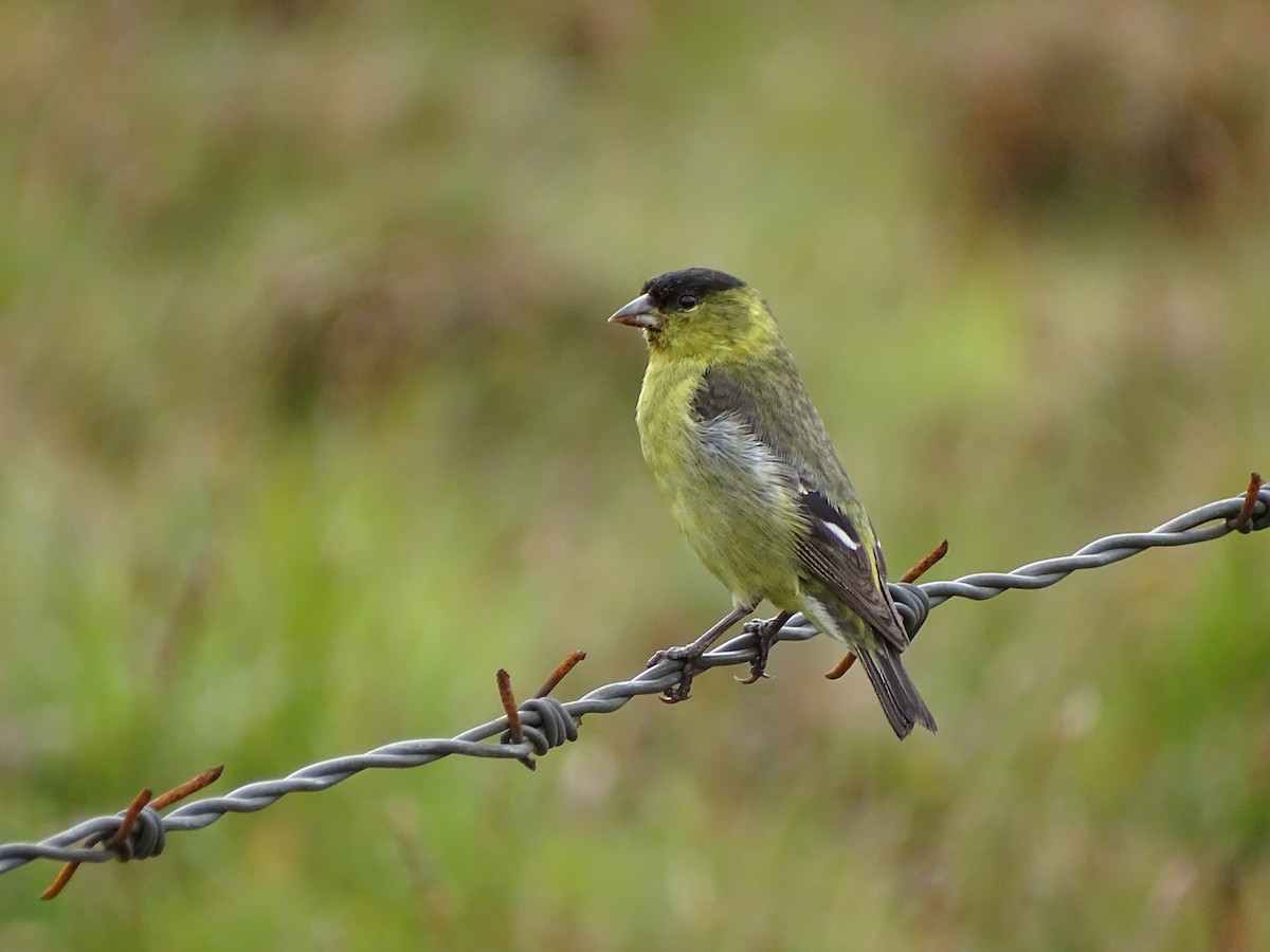 Andean Siskin - ML348112341