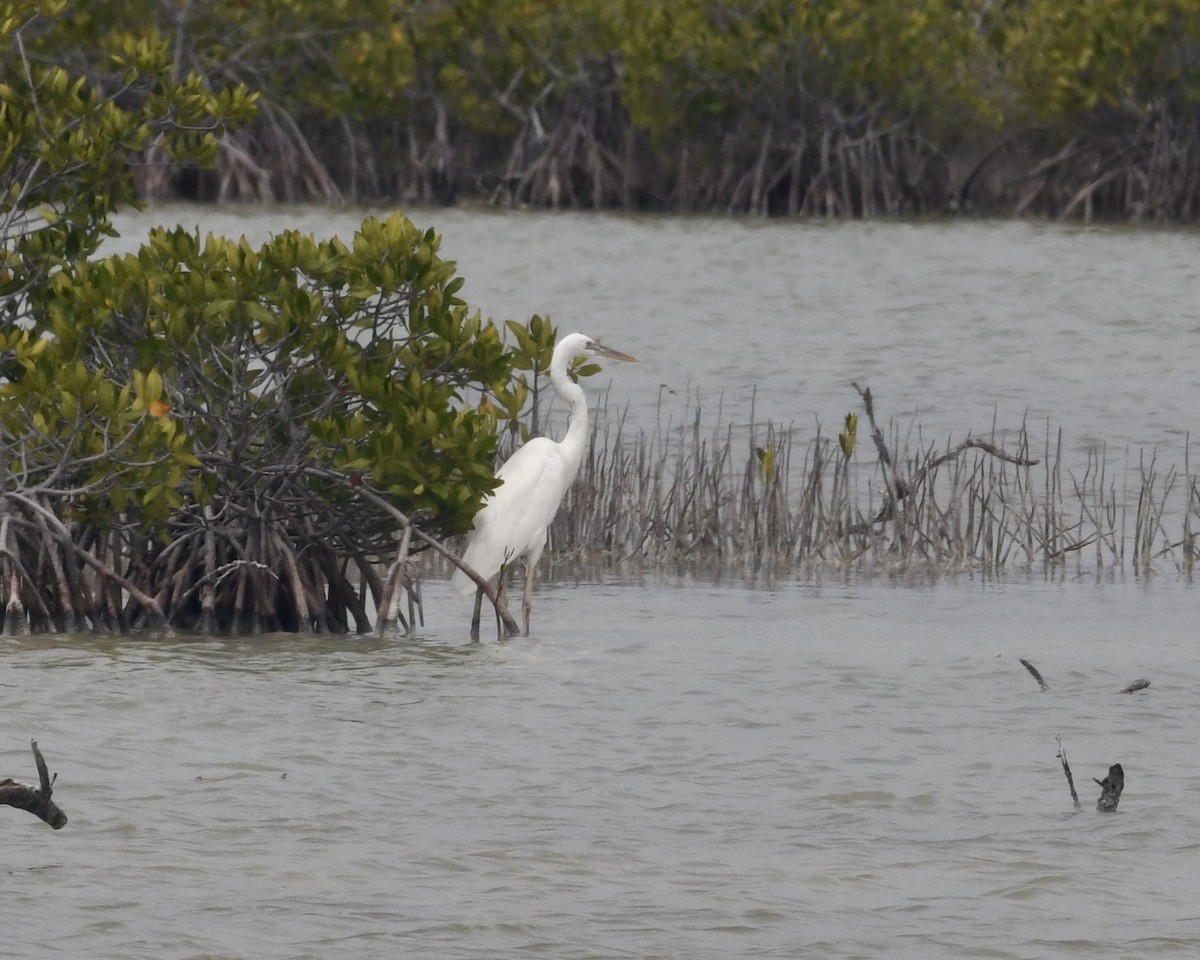 Great Blue Heron (Great White) - ML348112721