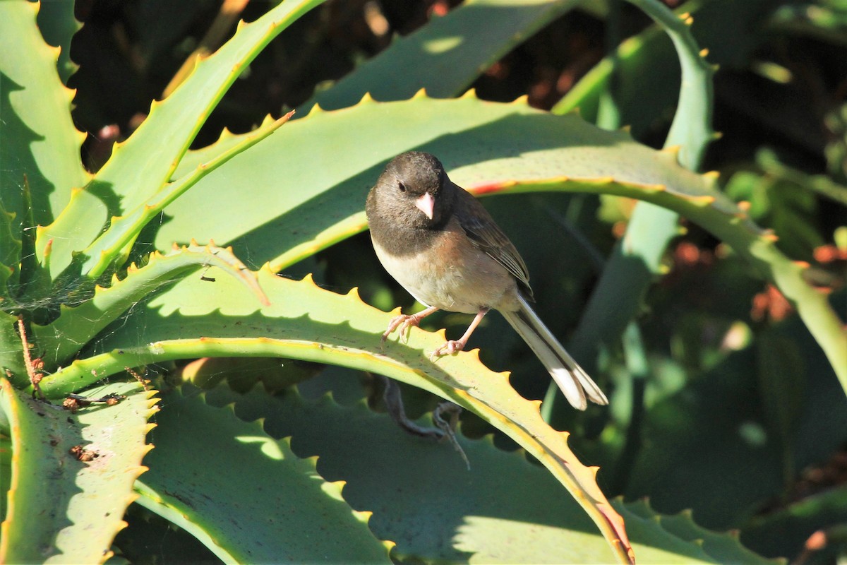 Dark-eyed Junco (Oregon) - ML348112881