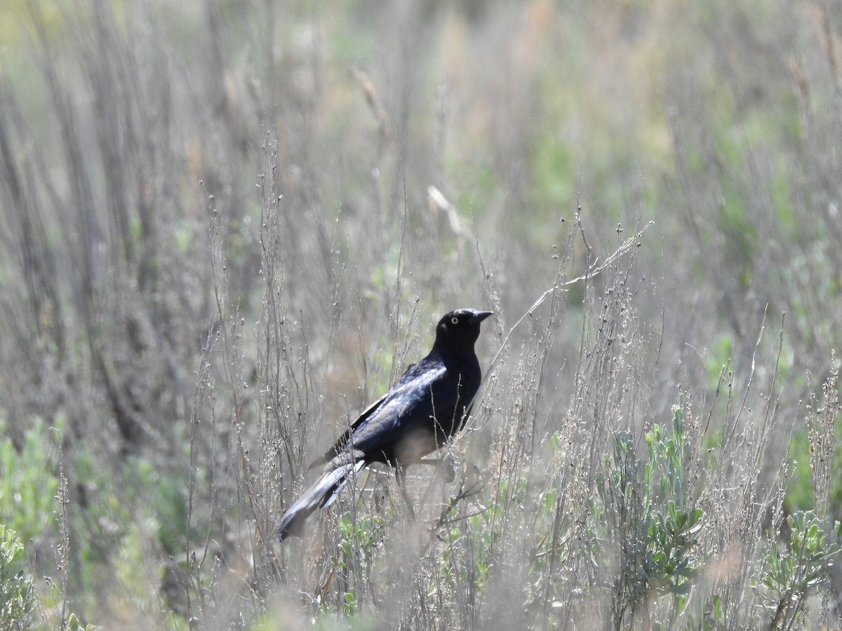 Brewer's Blackbird - ML348112991