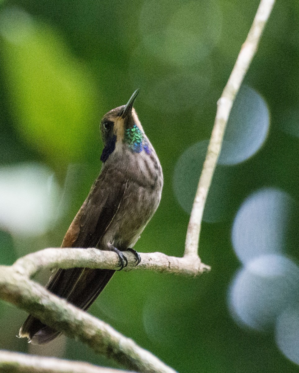 Brown Violetear - ML348113311