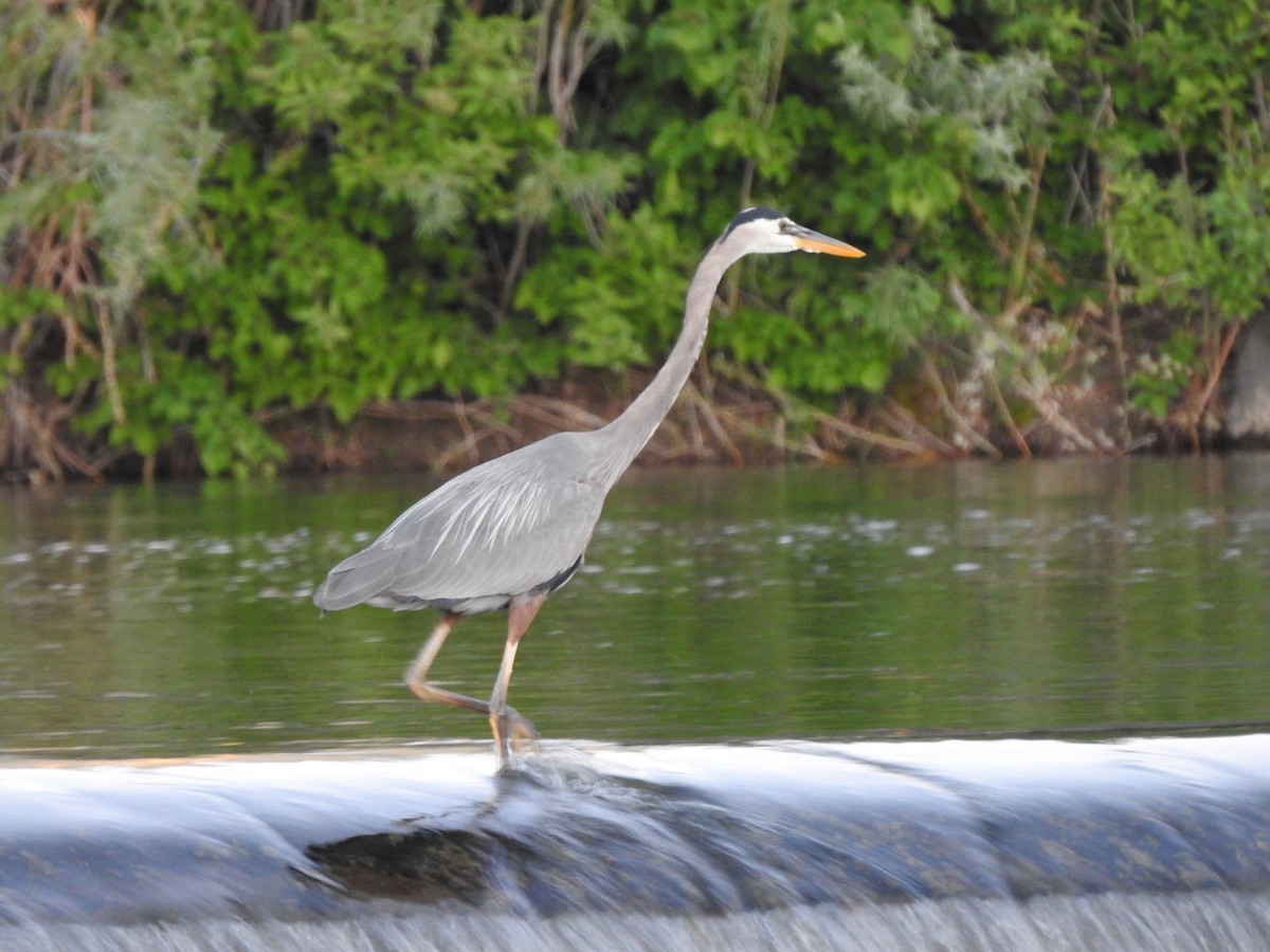 Great Blue Heron - ML348115721