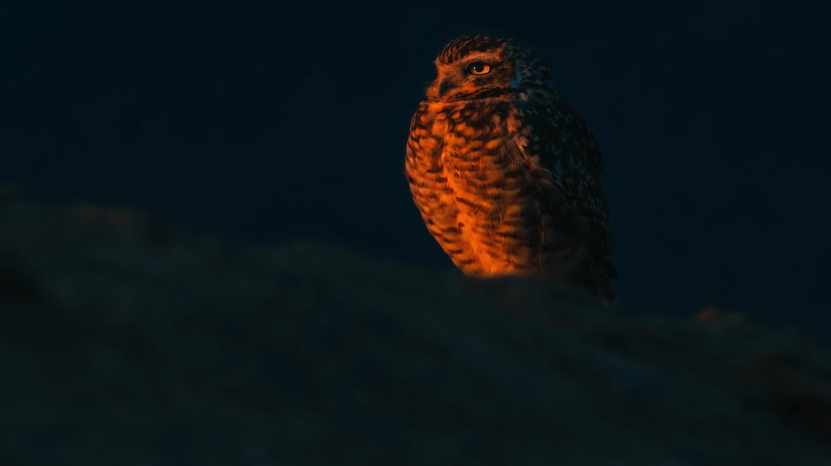 Burrowing Owl - Alex Sanchez