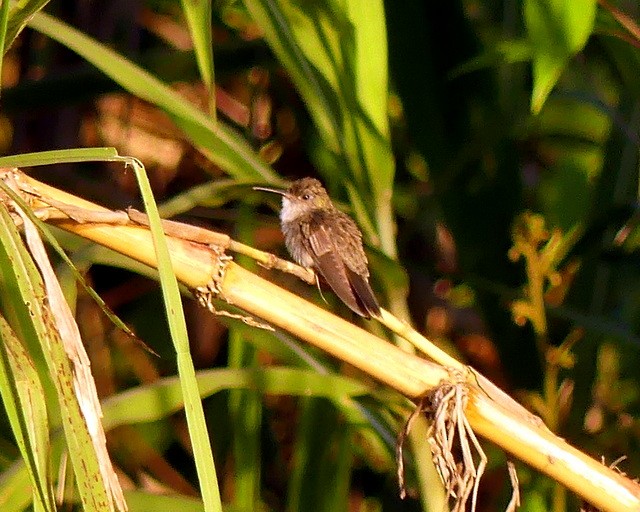 Olive-spotted Hummingbird - ML348117571