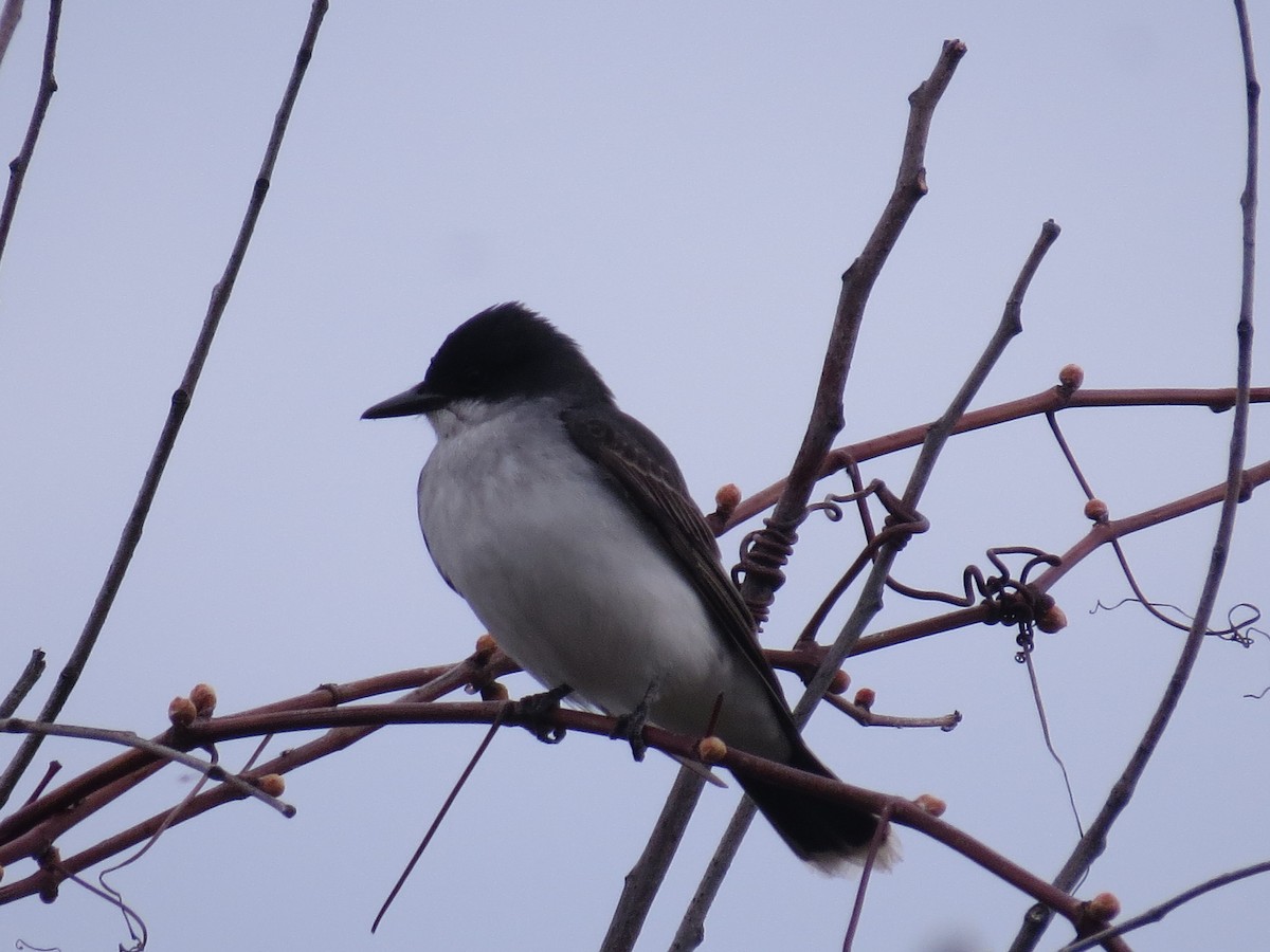 Eastern Kingbird - ML348119361