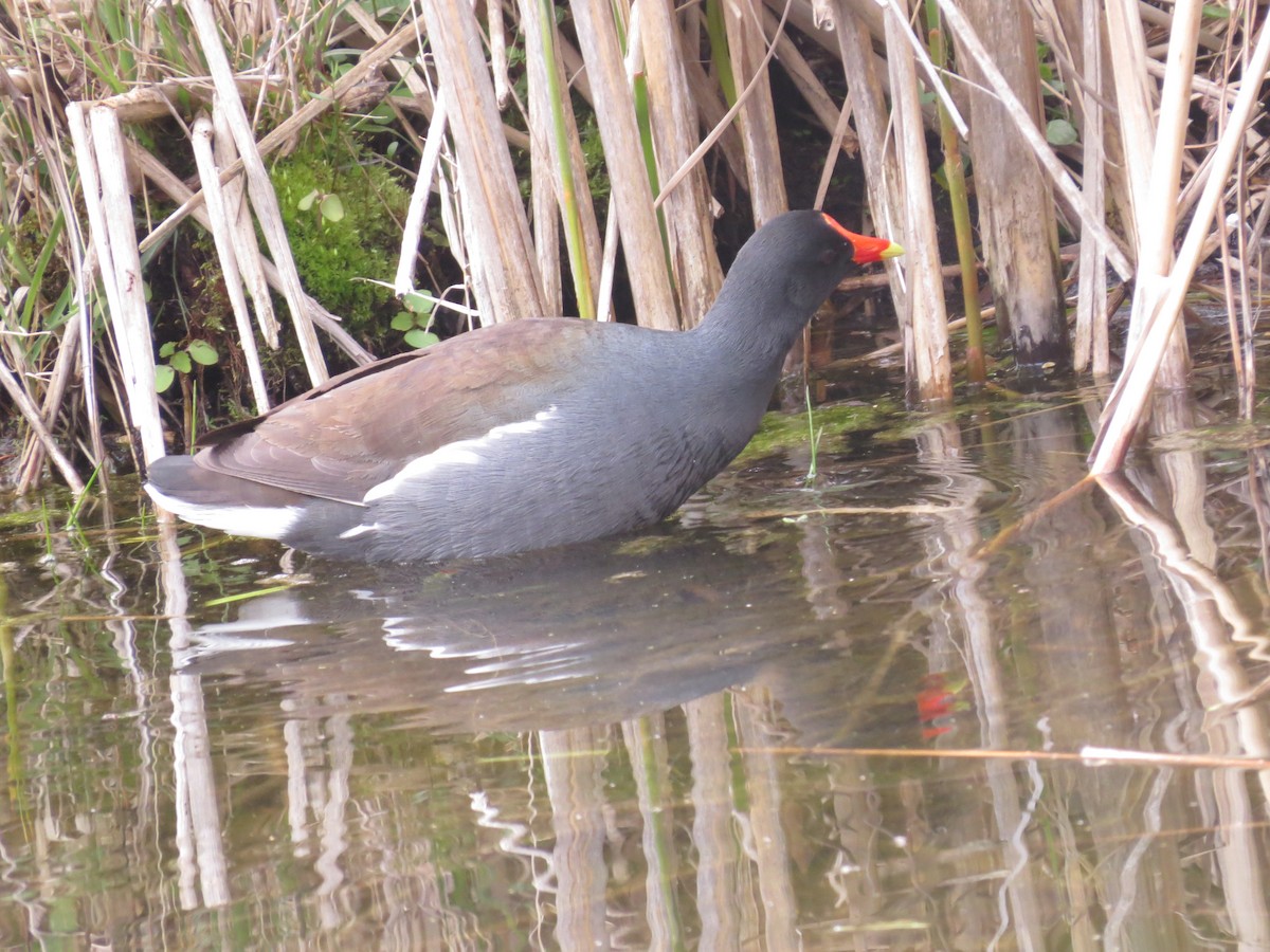 Gallinule d'Amérique - ML348119921