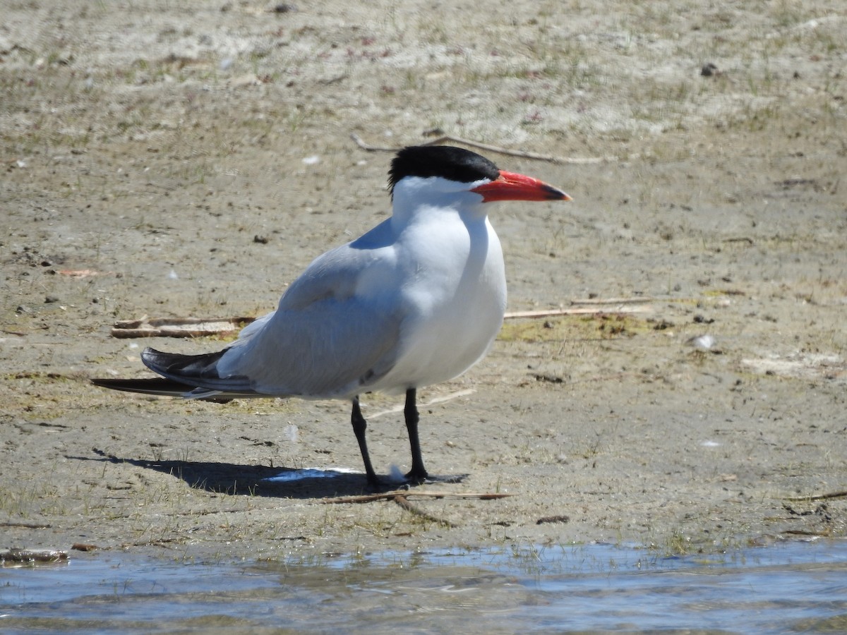 Caspian Tern - ML348120001