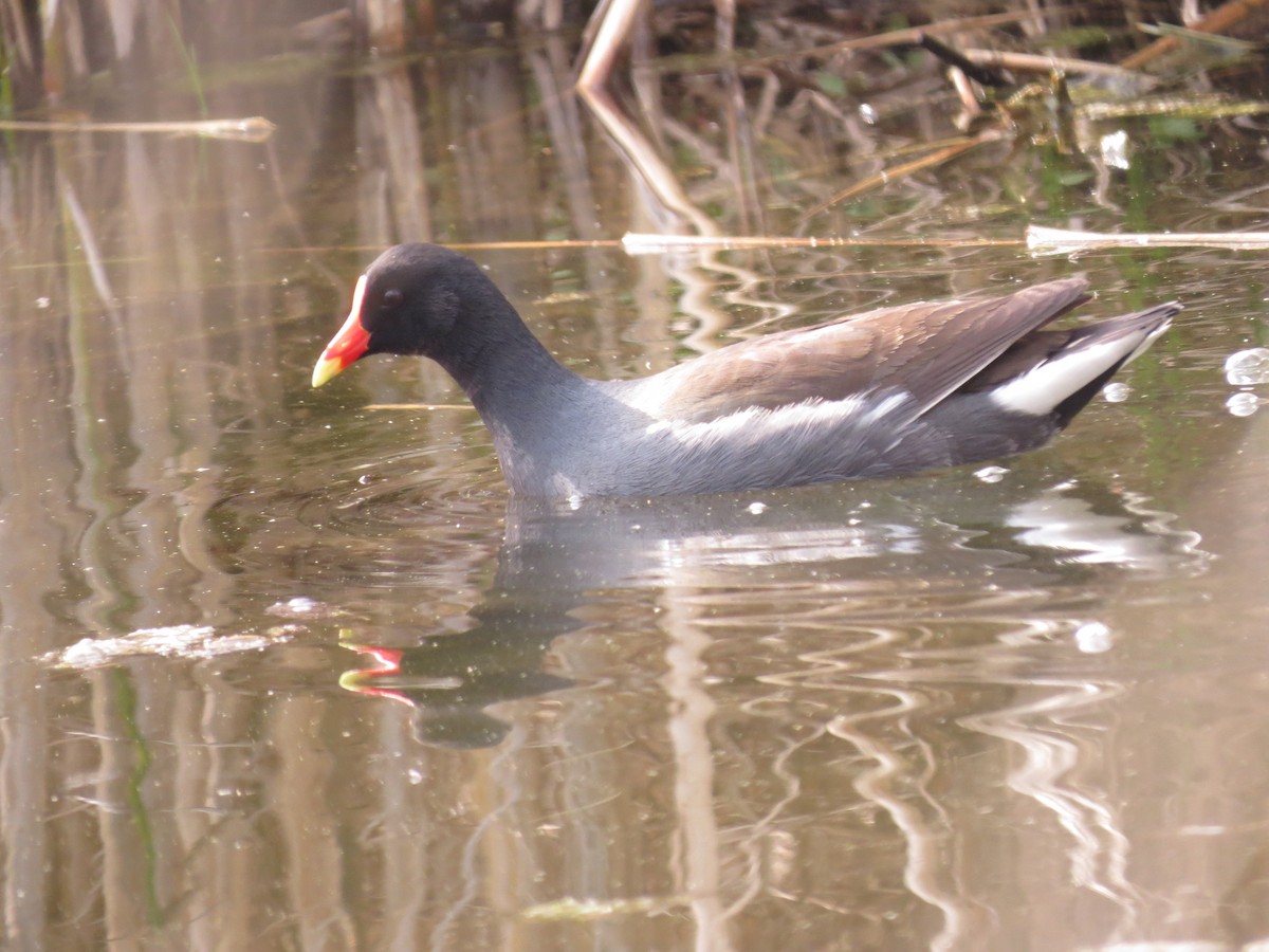 Gallinule d'Amérique - ML348120111