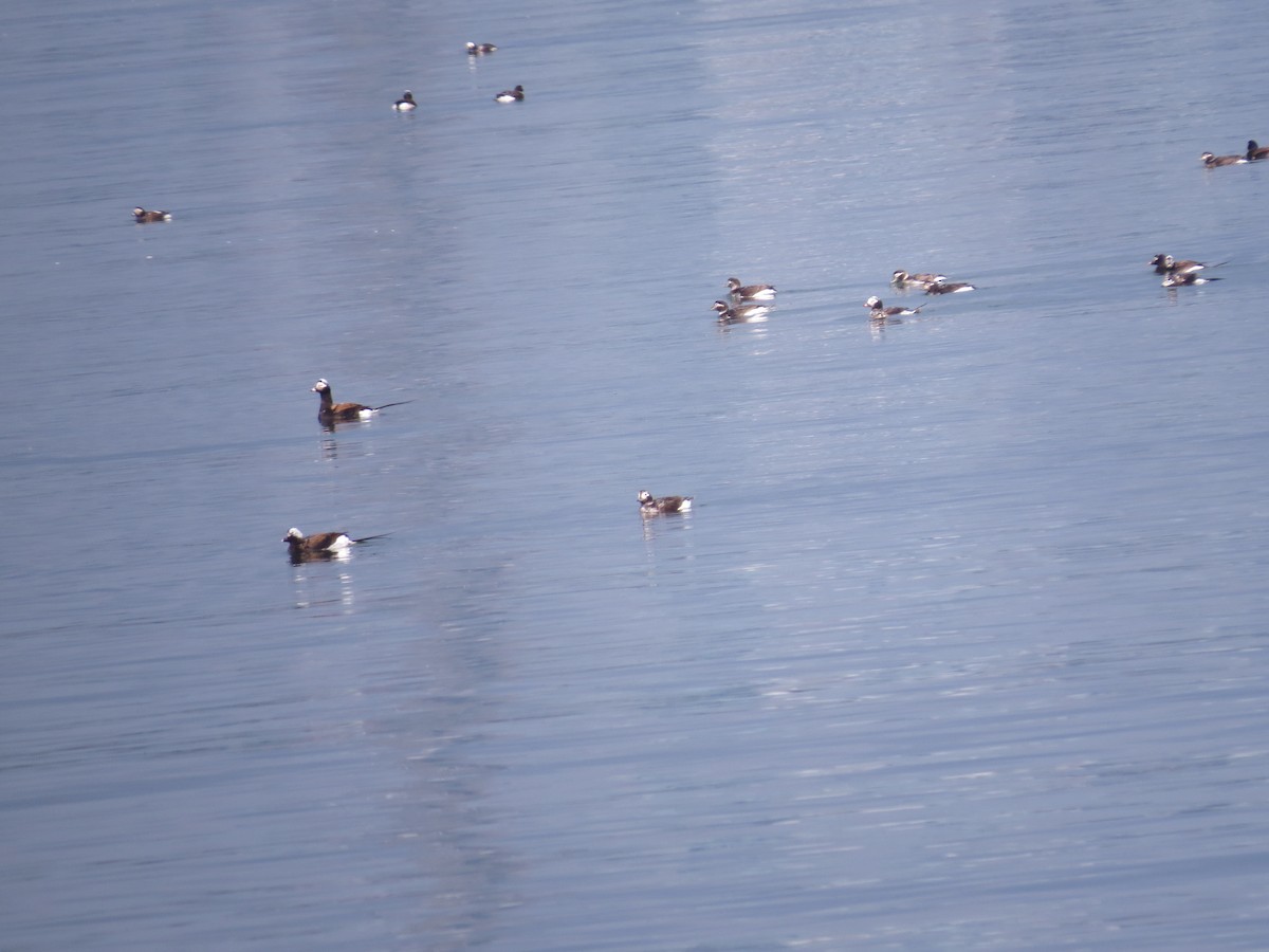 Long-tailed Duck - ML348120381