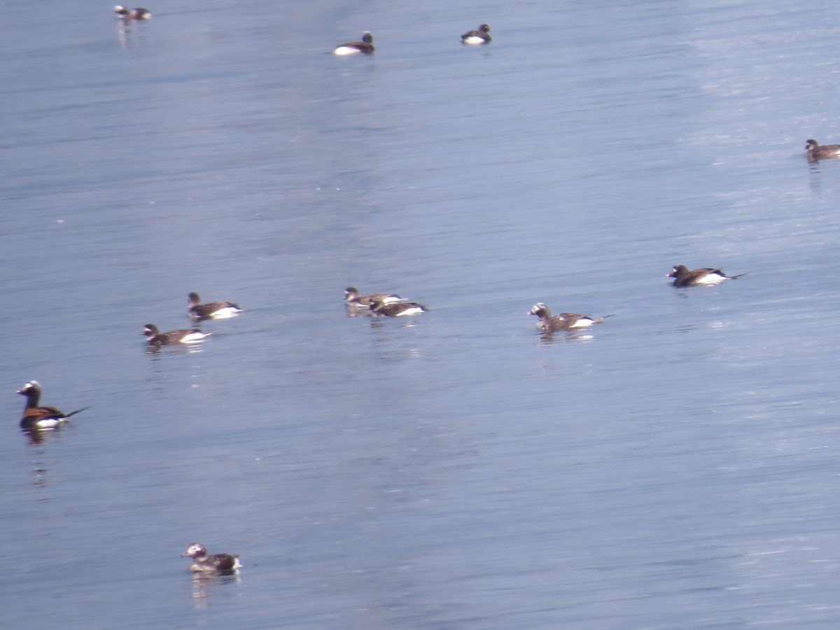 Long-tailed Duck - ML348120391