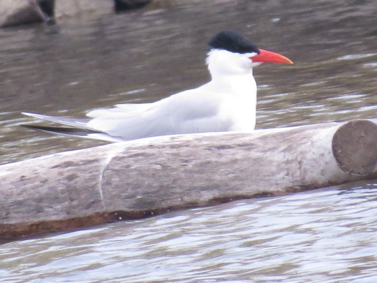 Caspian Tern - tom cosburn