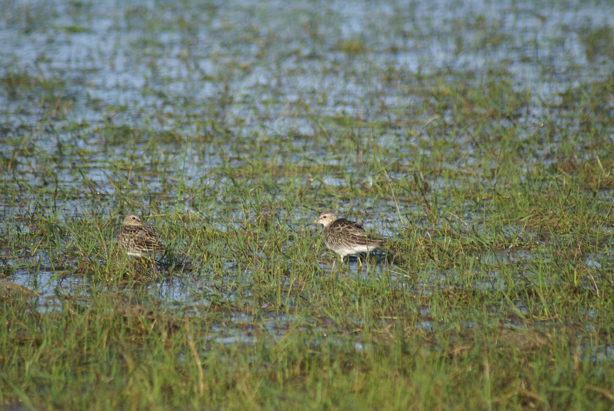 Pectoral Sandpiper - ML348122401