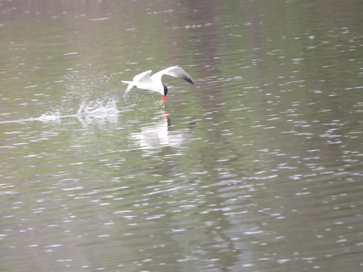 Caspian Tern - ML348122541