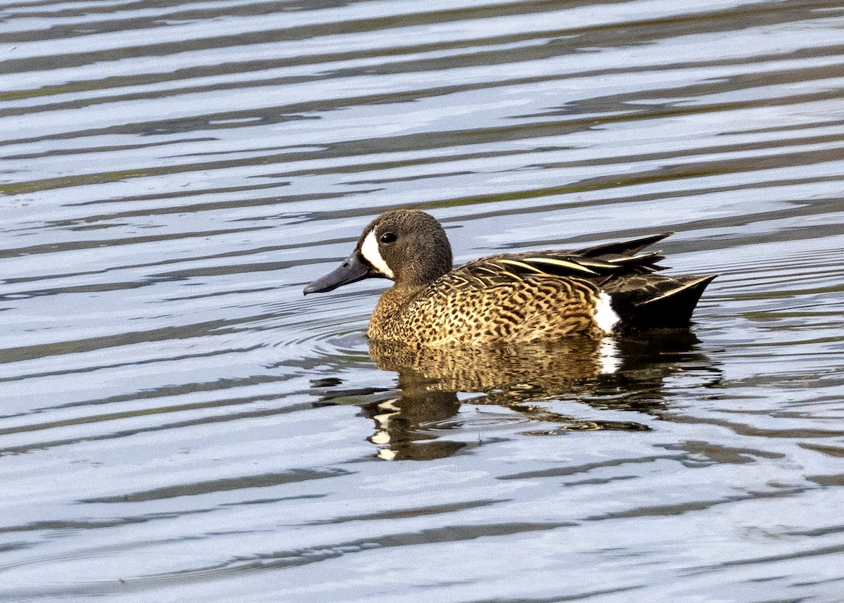 Blue-winged Teal - ML348123781