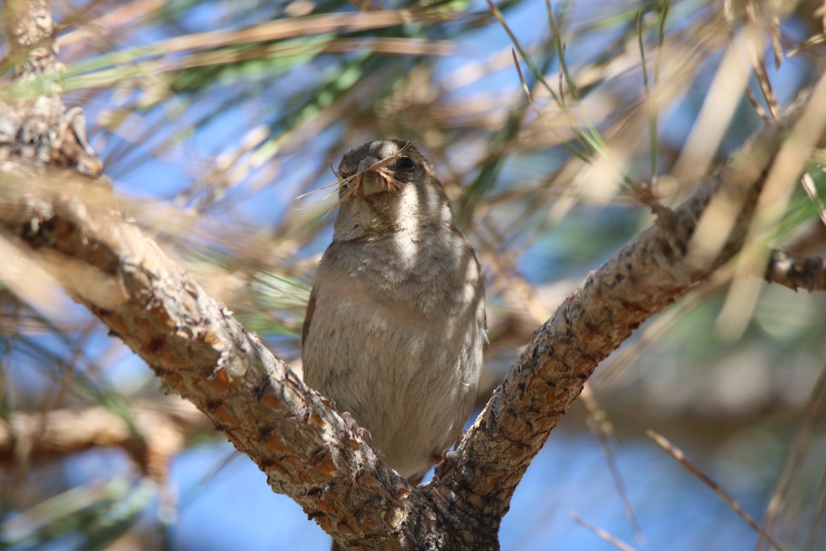 Juniper Titmouse - Andrew E and Rebecca A Steinmann