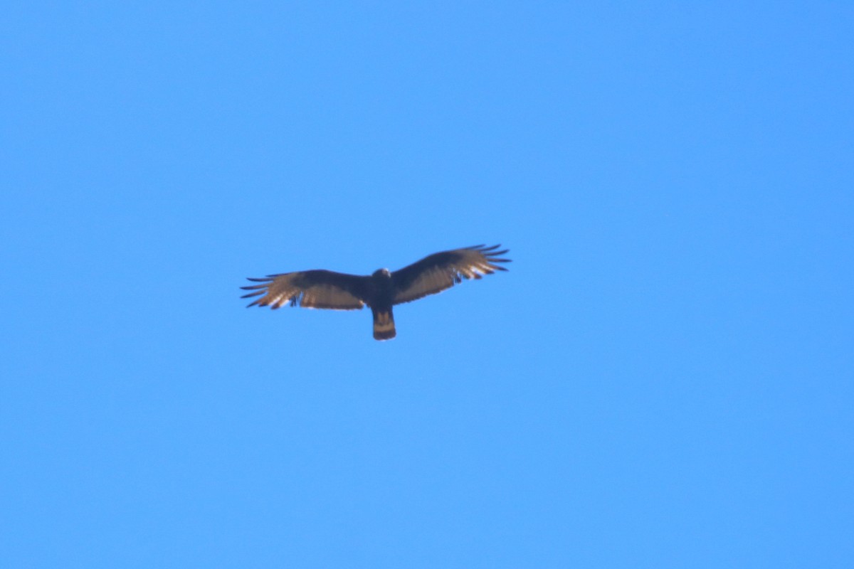 Zone-tailed Hawk - ML348125281