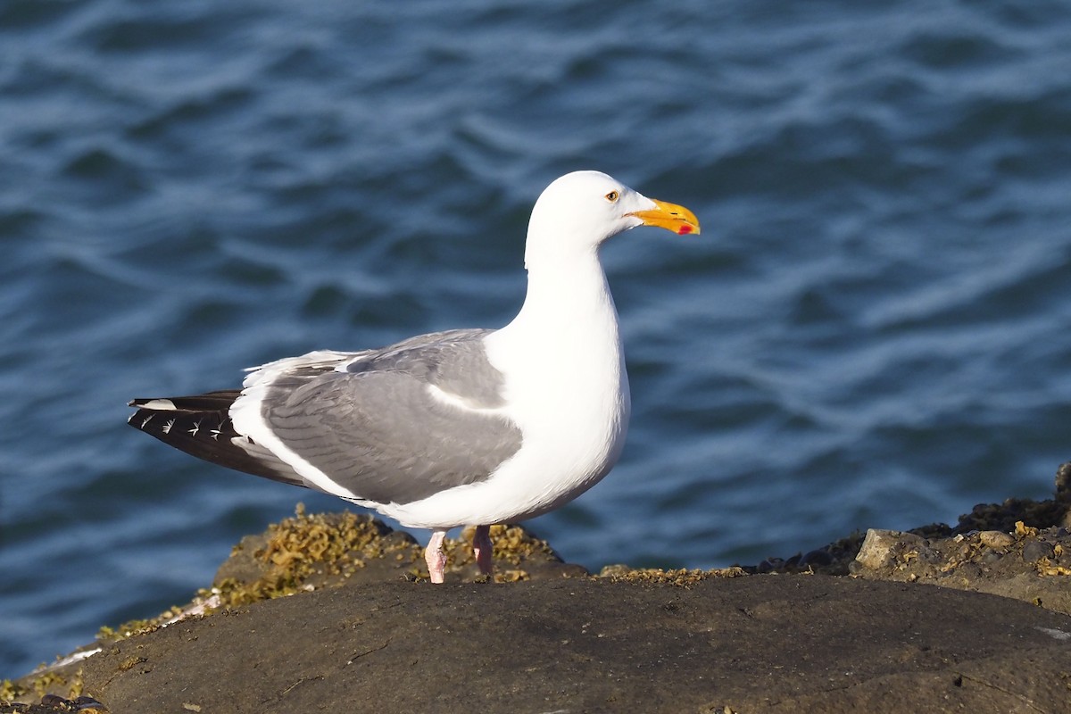 Western Gull - Donna Pomeroy