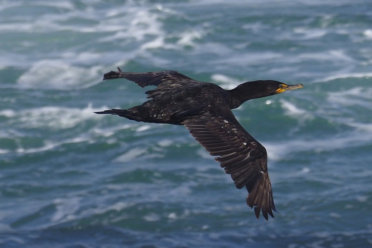 Double-crested Cormorant - ML348126691