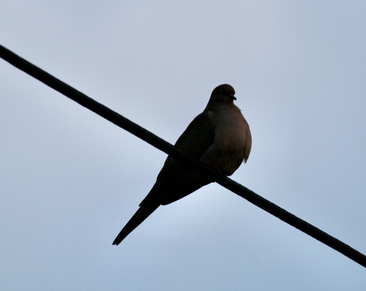 Mourning Dove - ML348127141