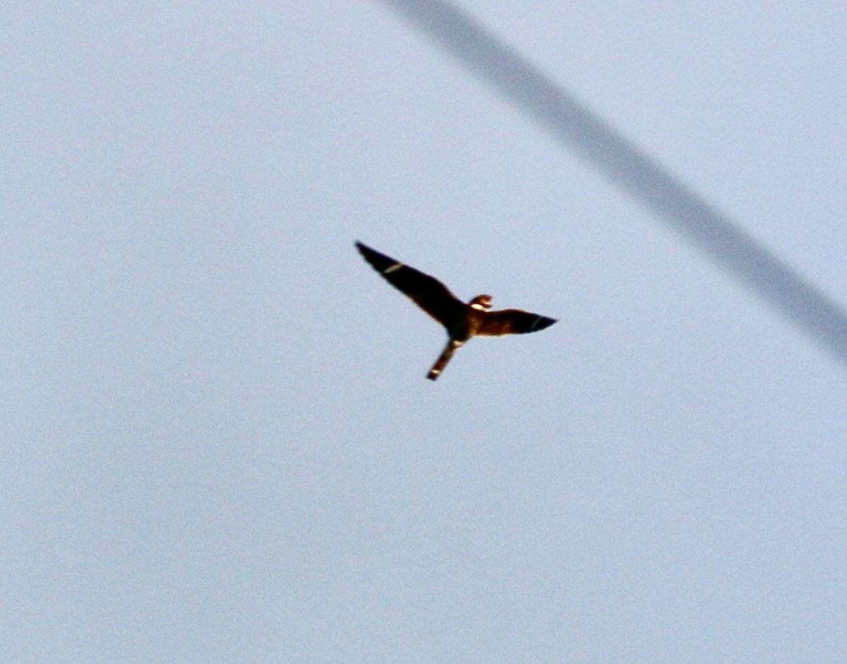 Common Nighthawk - ML348127861